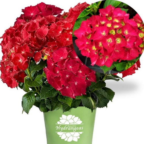 Hydrangea macrophylla 'Speedy Red ' - Suurelehine hortensia 'Speedy Red ' C1/1L   